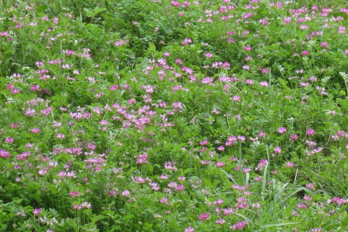 テントウムシ　春