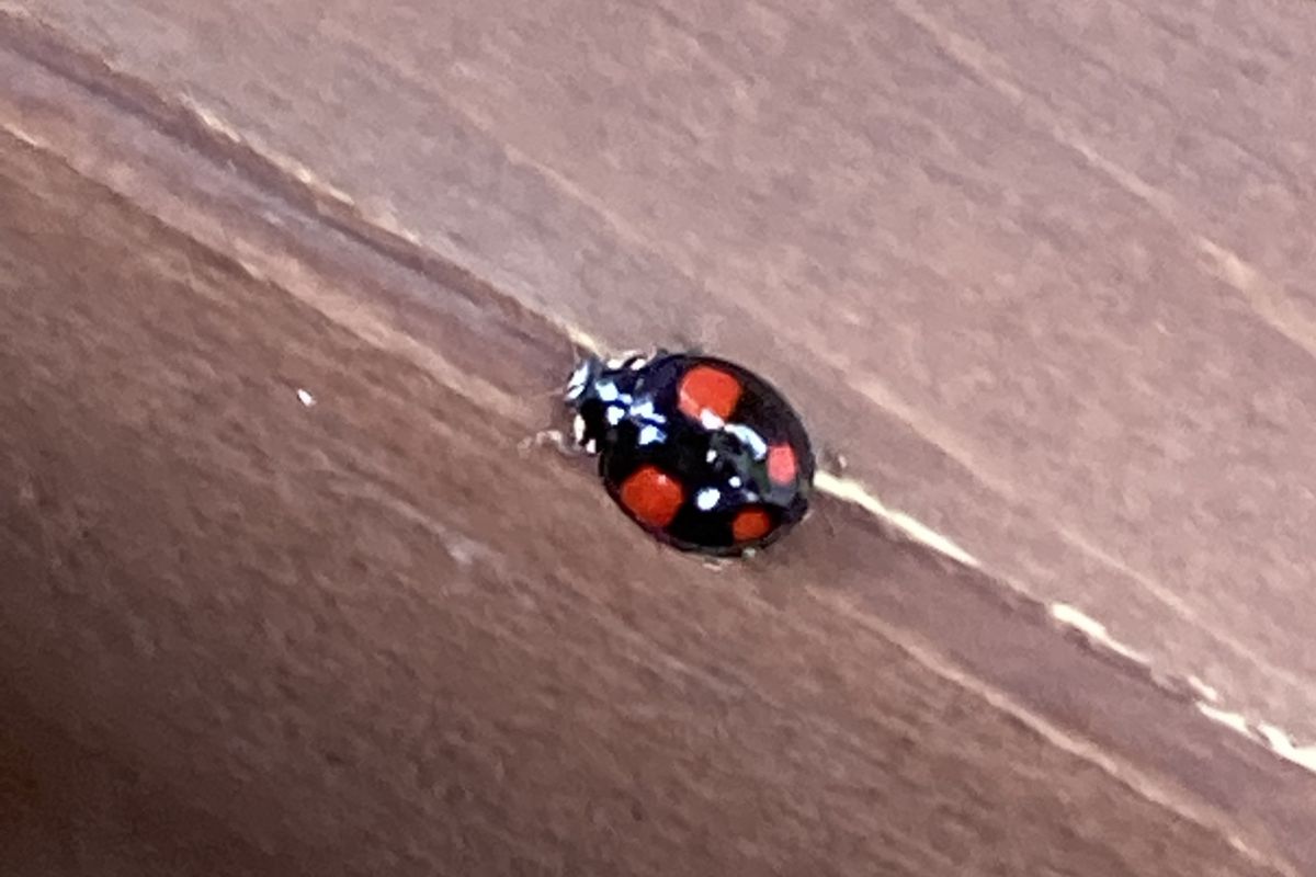 テントウムシ　春