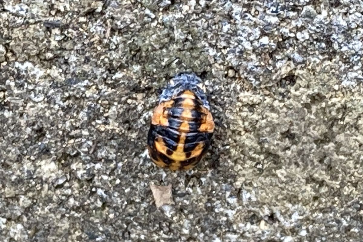 テントウムシ　春