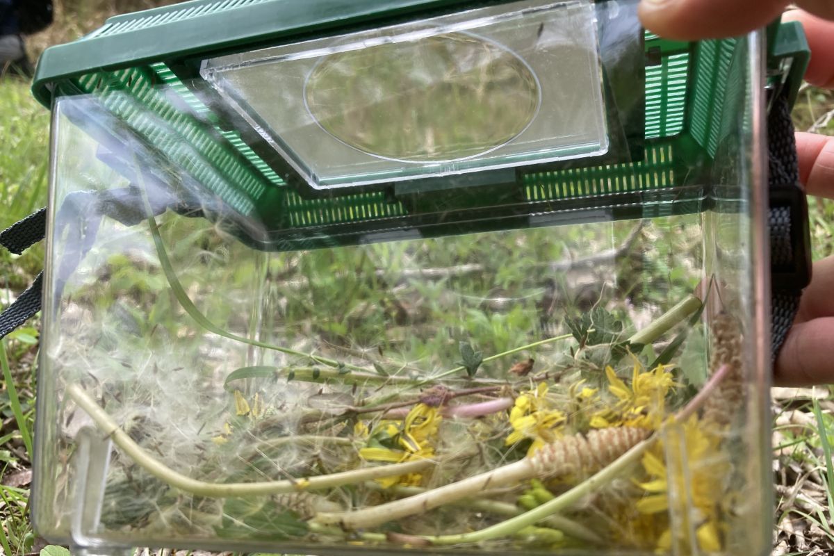 テントウムシ　春