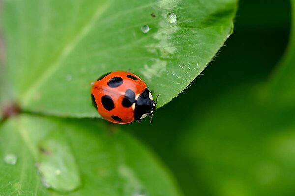 春の自然がもっと楽しくなる｜テントウムシで始める親子の外あそび