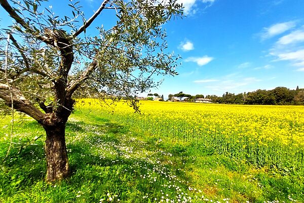 イタリアの春を彩る緑肥とは？古代の知恵を継承する農業の在り方