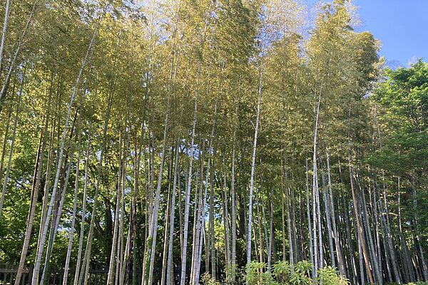 山に広がる竹やぶの正体とは？放置竹林の問題と資源化のヒント