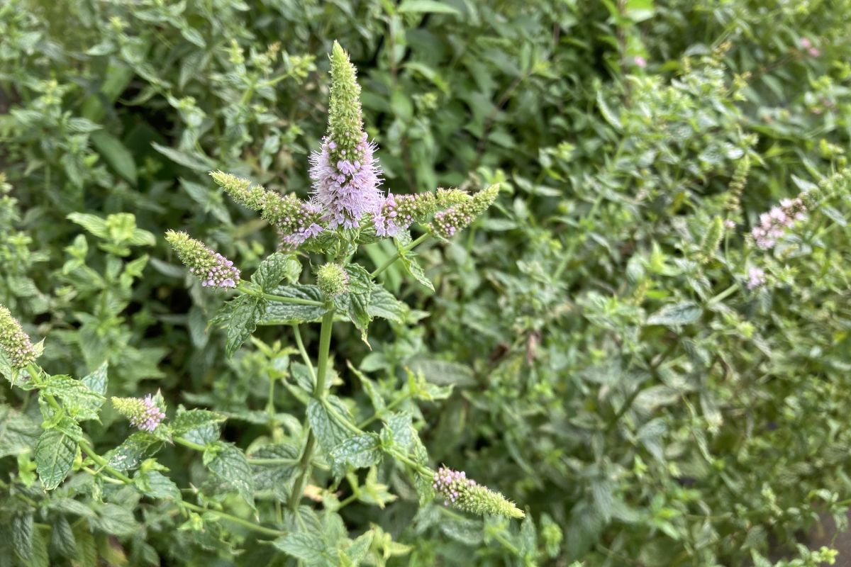 親子 環境教育 昆虫