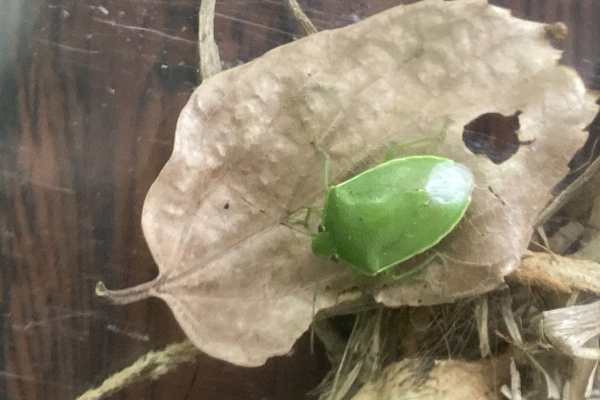 親子 環境教育 昆虫