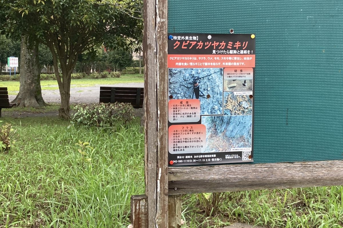昆虫　移入種　環境教育