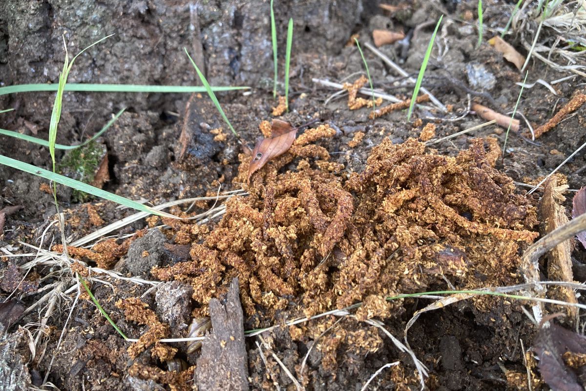 昆虫　移入種　環境教育