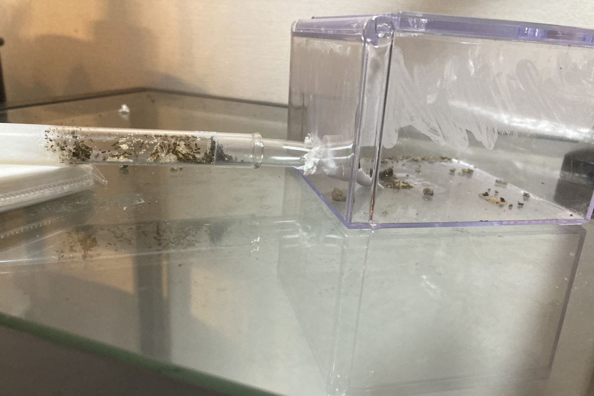 環境教育　探求　昆虫