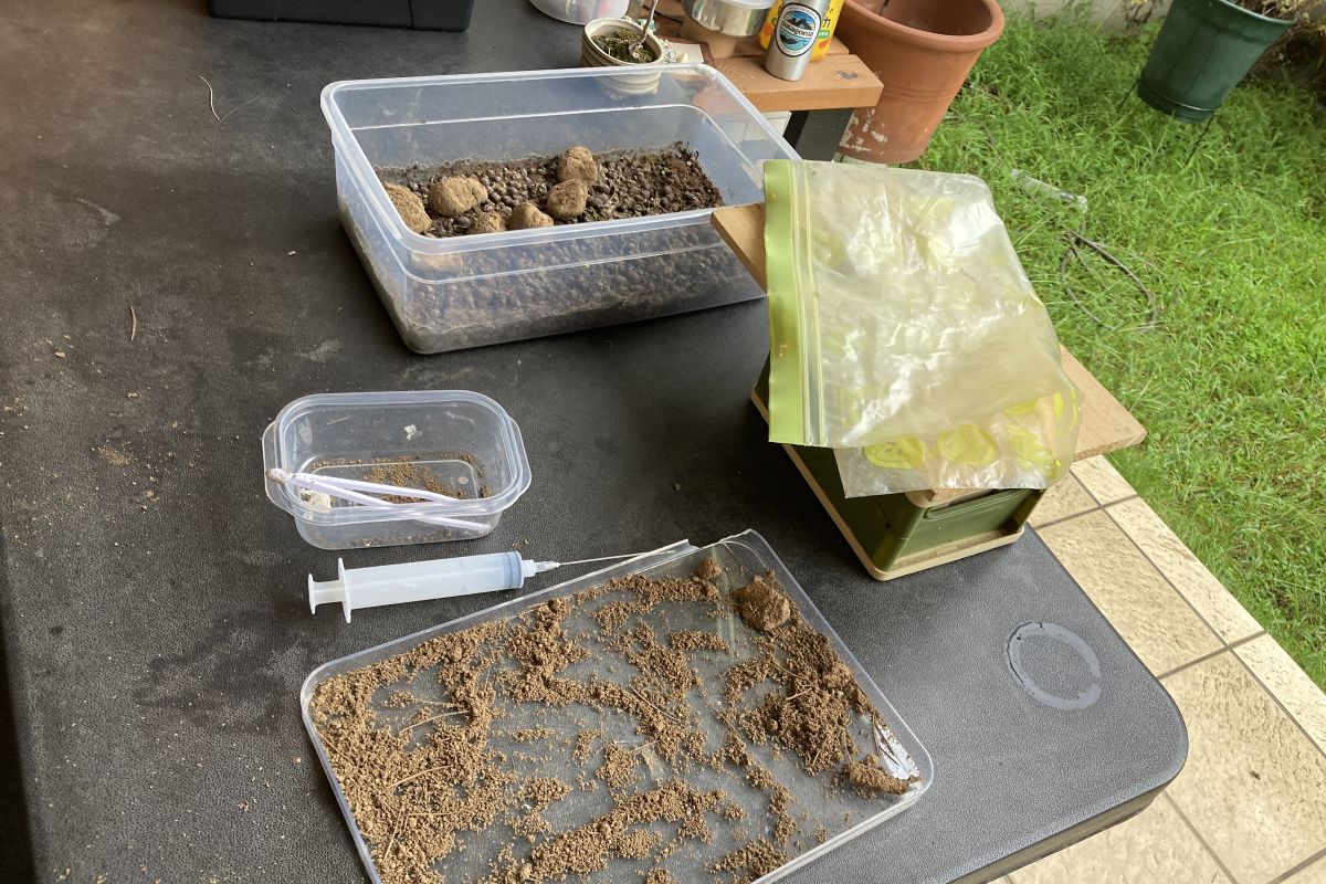 環境教育　探求　昆虫